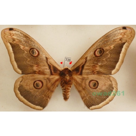 Saturnia pyri (Denis & Schiffermüller, 1775) male Pawica gruszówka Czech 120mm72b